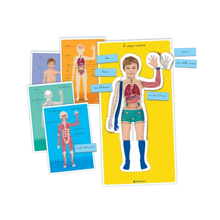 Sapientino Montessori - Il Corpo Umano